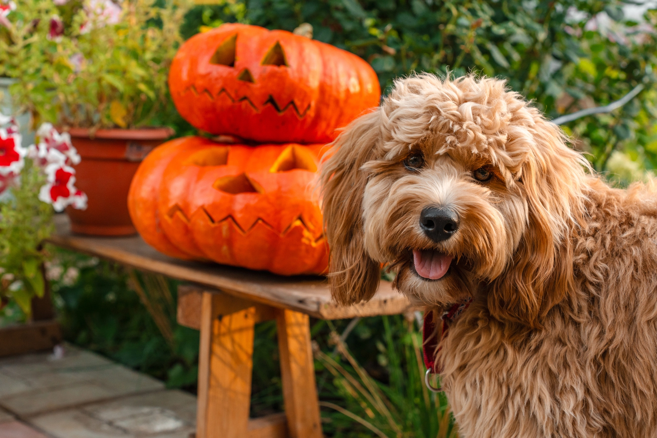 Happy dog eating pumpkin dog treats