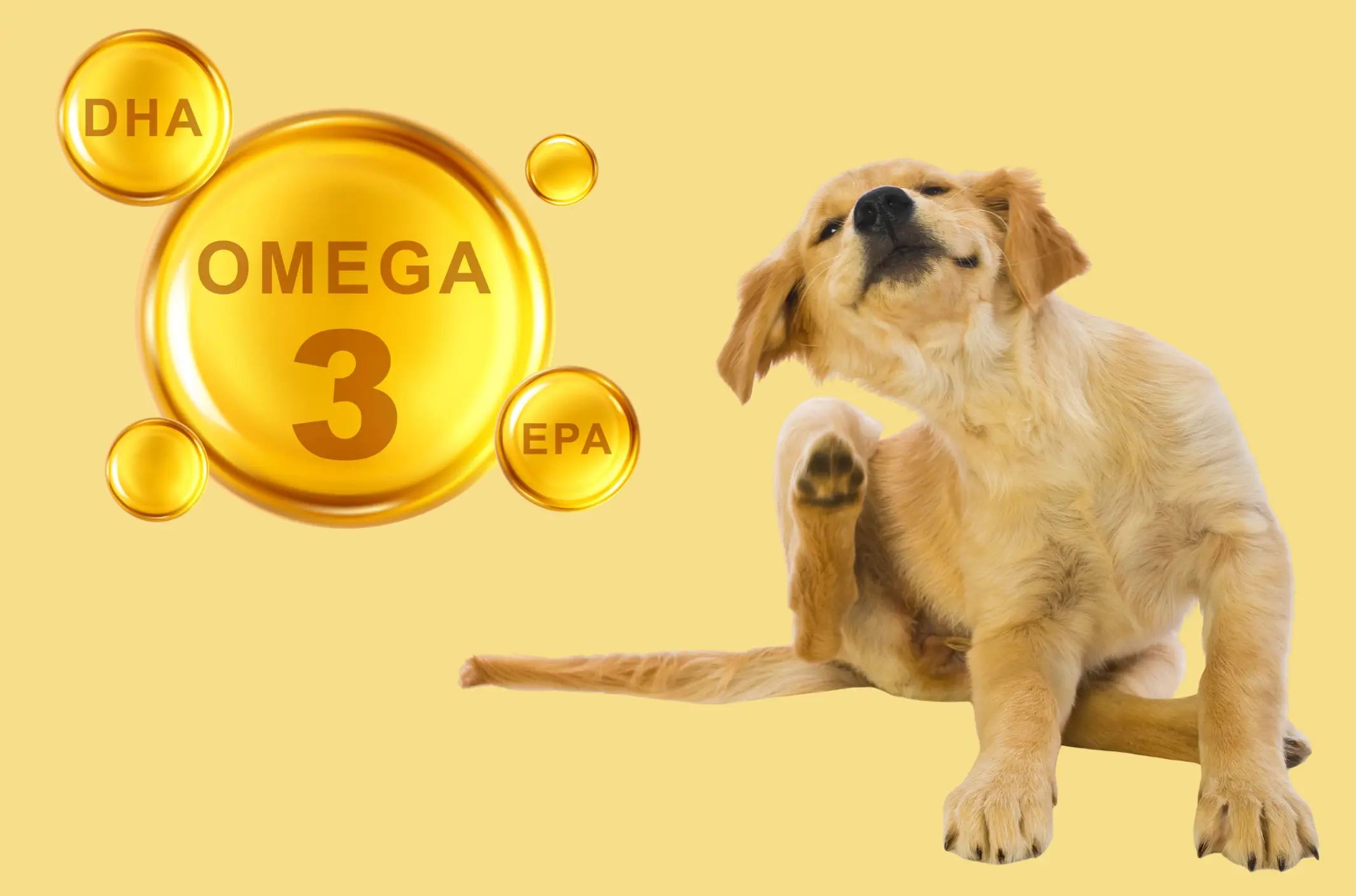 Fish oil capsules and salmon showing EPA DHA omega-3 sources for dogs itchy skin