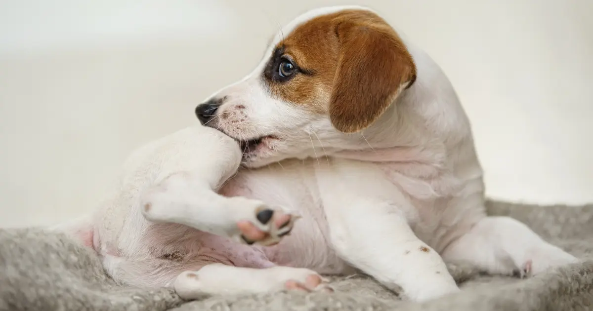 Dog scratching and licking paws due to food or environmental allergies