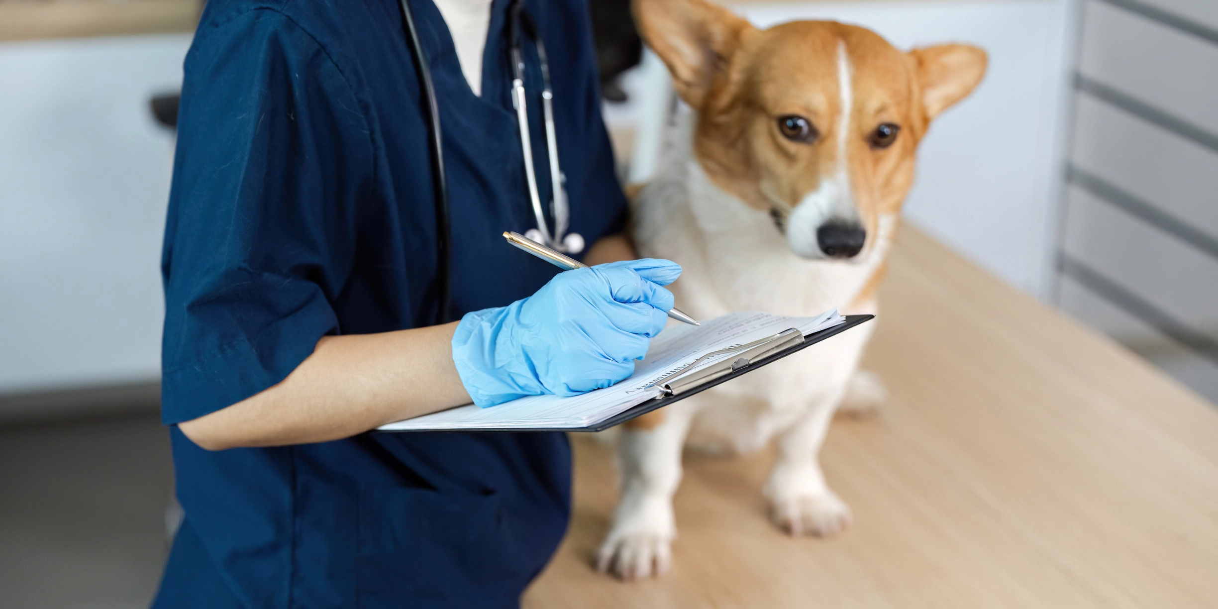 Veterinary checklist to rule out fleas mites and infections before diagnosing dog allergies