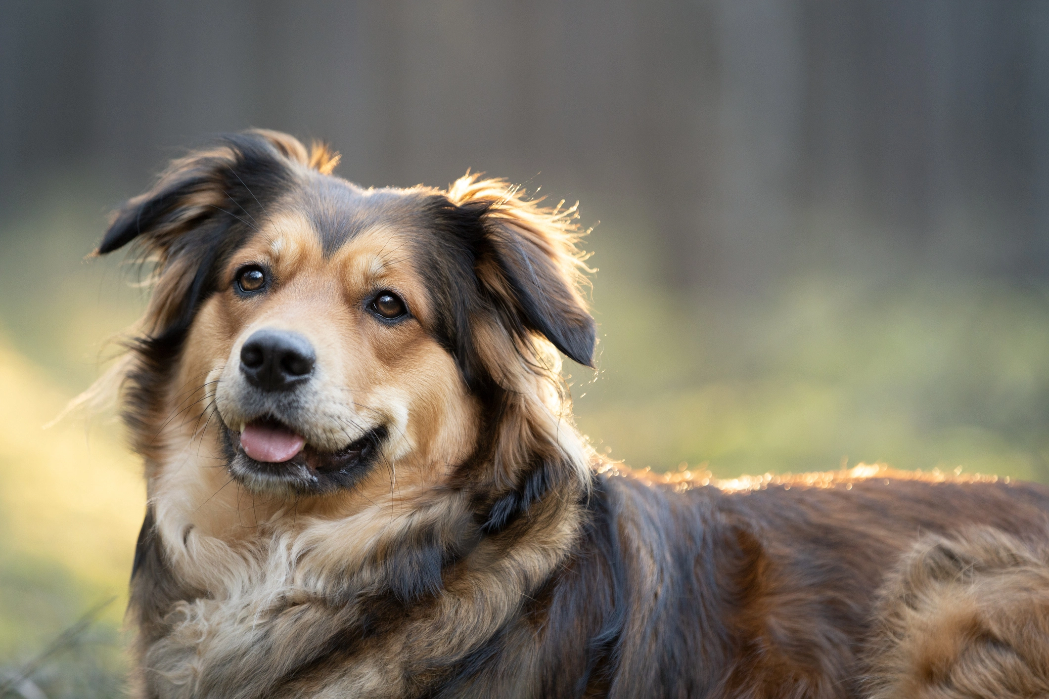 Healthy dog with shiny coat showing benefits of omega fatty acids omega-3 omega-6 for skin health