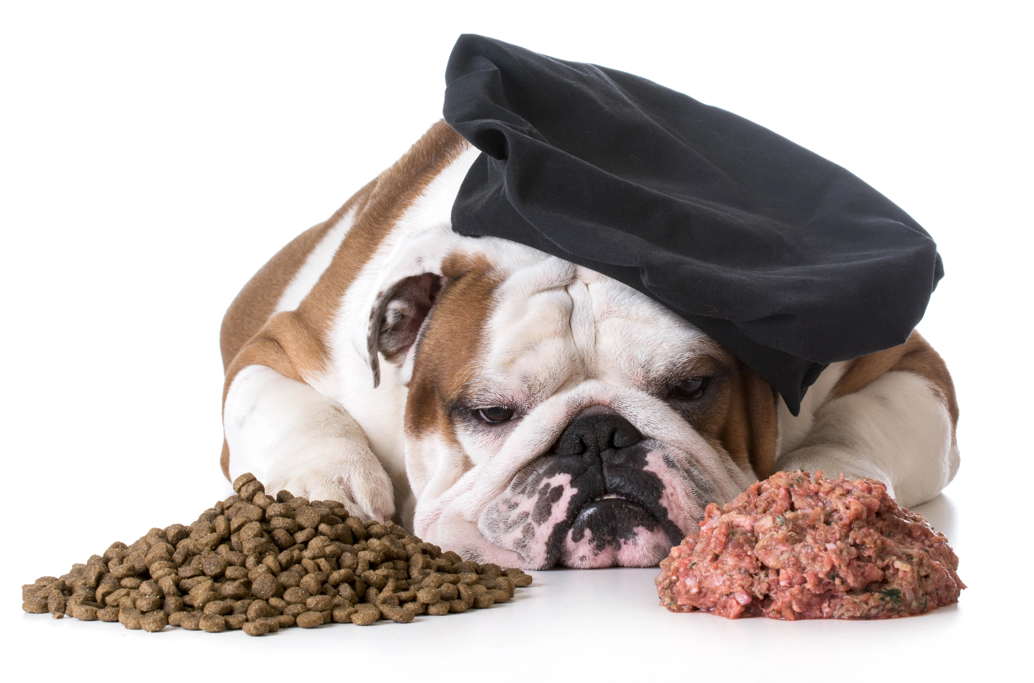 Dog with hypoallergenic food bowl showing single protein diet for food allergy elimination trial