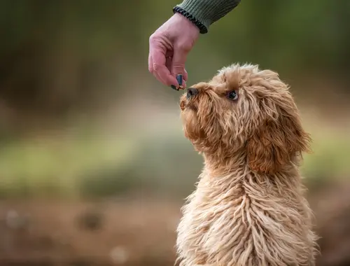 Bowl of Follow The Tail dog treats