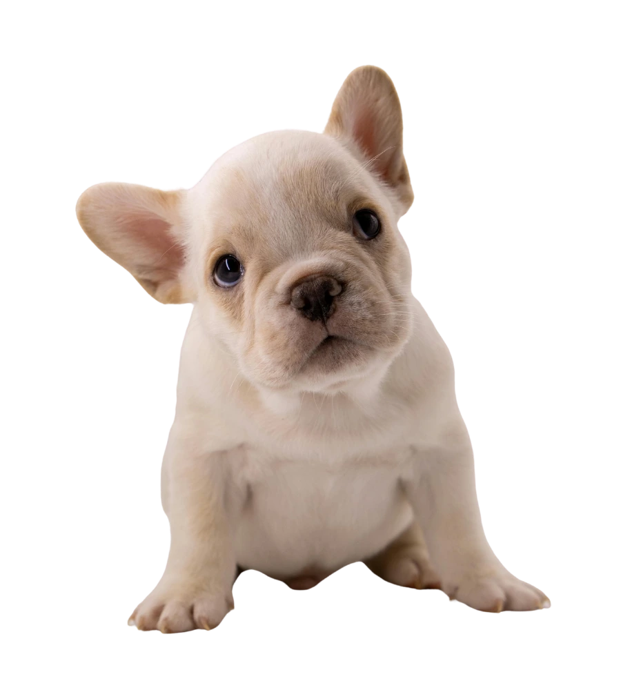 Small dog enjoying Follow The Tail Canine Training Bites