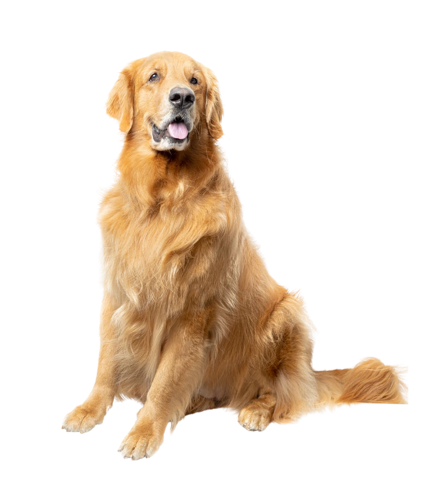 Medium to large dog enjoying Follow The Tail Mega Munchies