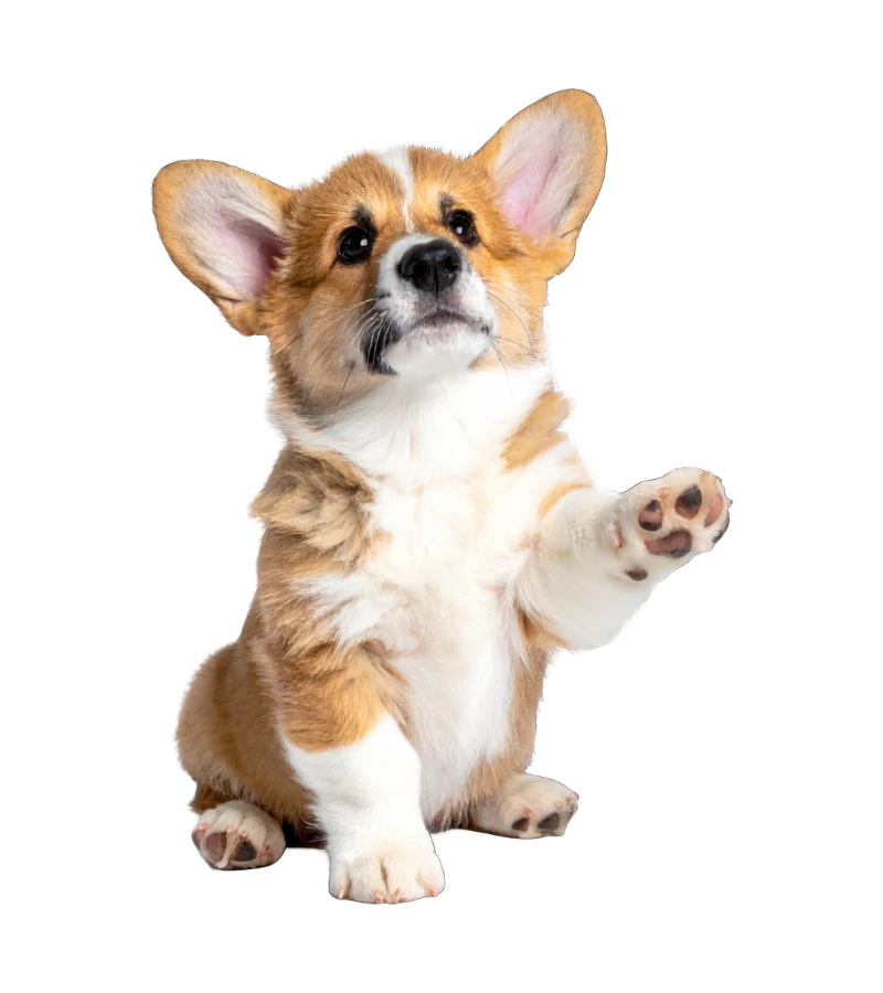 Dog enjoying a crunchy Mega Munchies biscuit