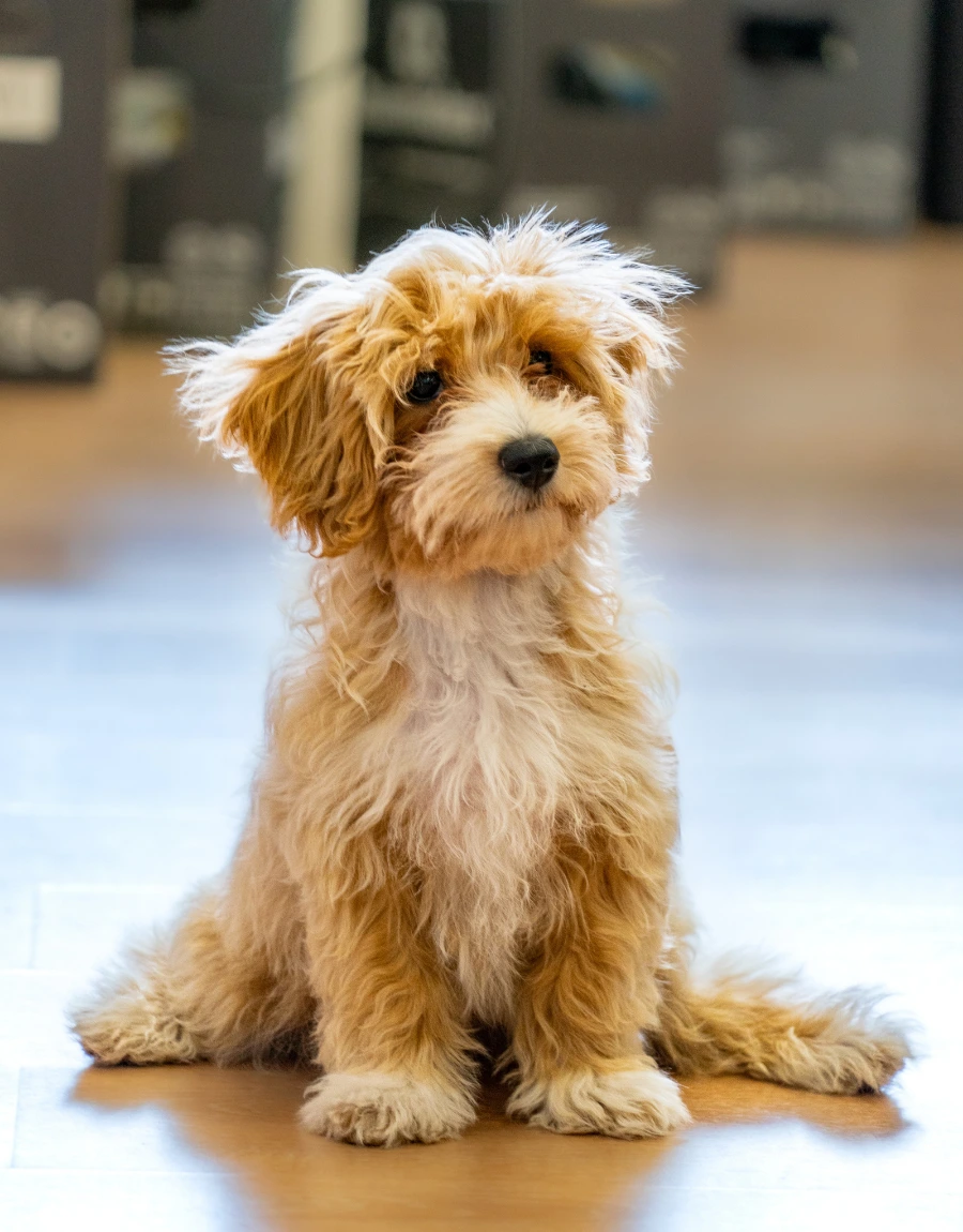 Dog looking up, waiting for a Follow The Tail treat recommendation